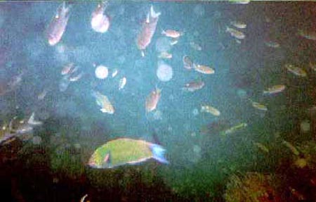 parrotfish